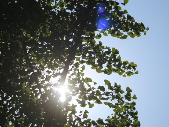 Gegenlichtaufnahme am Morgen durch die Äste eines Ginkgo Biloba. Die Adernstrukturen der Blätter sind sichtbar, wenn das Licht das Blatt durchleuchtet. Nach links zum Stamm hin ist das Blattwerk dichter, es erscheint dunkel gegen den hellen wolkenlosen Himmel.