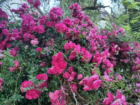 Üppig blühende Heckenrose über und über mit gefüllten rot violetten Blüten