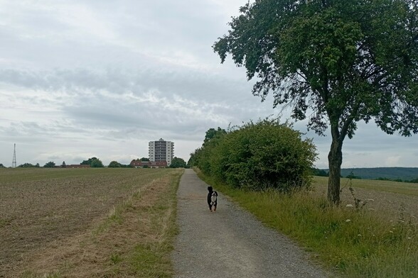 Berner Sennenhund auf Kiesweg. Links und rechts Feld. Rechts noch ein Laubbaum und Gebüsch. Im Hintergrund Hochhaus. Bewölkt.
