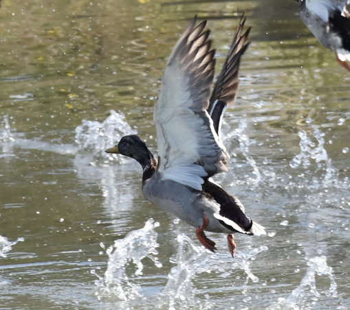 Startender Erpel auf dem Wasser mit sehr viel Spritzwasser und Flügelschlag.