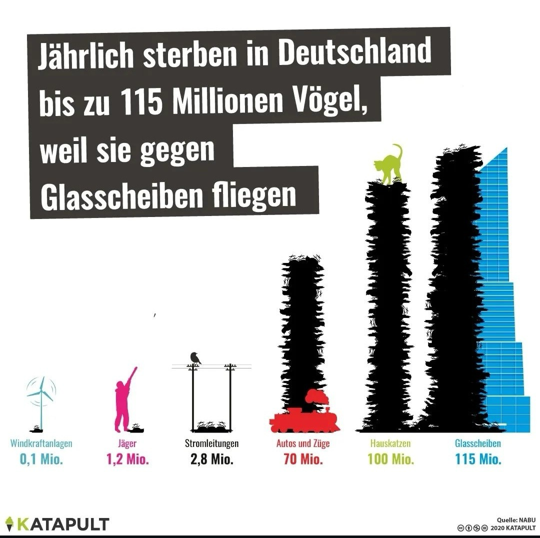 Graphik von Katapult Text: Jährlich sterben in Deutschland bis zu 115 Millionen Vögel, weil sie gegen Glasscheiben fliegen. Windkraftanlagen 0,1 Mio. Jäger 1,2 Mio. Stromleitungen 2,8 Mio. Autos und Züge 70 Mio. Hauskatzen 100 Mio. Glasscheiben 115 Mio. Quelle: NABU Graphik von Katapult Text: Jährlich sterben in Deutschland bis zu 115 Millionen Vögel, weil sie gegen Glasscheiben fliegen. Windkraftanlagen 0,1 Mio. Jäger 1,2 Mio. Stromleitungen 2,8 Mio. Autos und Züge 70 Mio. Hauskatzen 100 Mio. Glasscheiben 115 Mio. Quelle: NABU