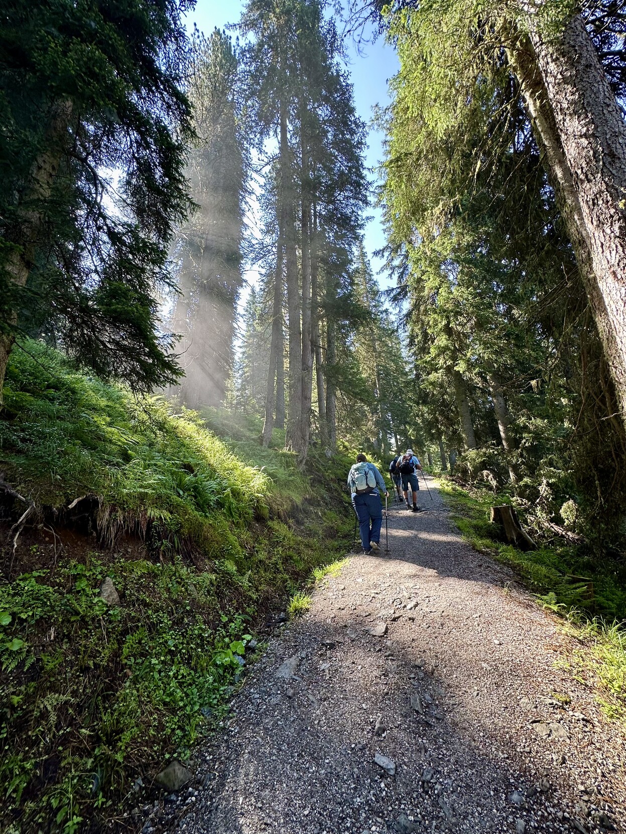 Das Bild zeigt eine Gruppe von drei Wanderern auf einem schmalen, unebenen Waldweg, der von hohen Tannen umgeben ist. Die Tannen sind hoch und dicht, und ihre Kronen lassen nur vereinzelte Strahlen von Sonnenlicht durch, die auf den Weg und die Umgebung fallen. Der Weg ist mit Steinen und Gras bedeckt und führt durch ein dichtes, grünes Waldgebiet. Die Wanderer tragen Rucksäcke und Wanderstöcke und scheinen sich in einer natürlichen Umgebung zu befinden, die von der Ruhe und Schönheit des Waldes geprägt ist. Die Atmosphäre ist friedlich und ruhig, und die Natur umgibt die Wanderer auf alle Seiten.