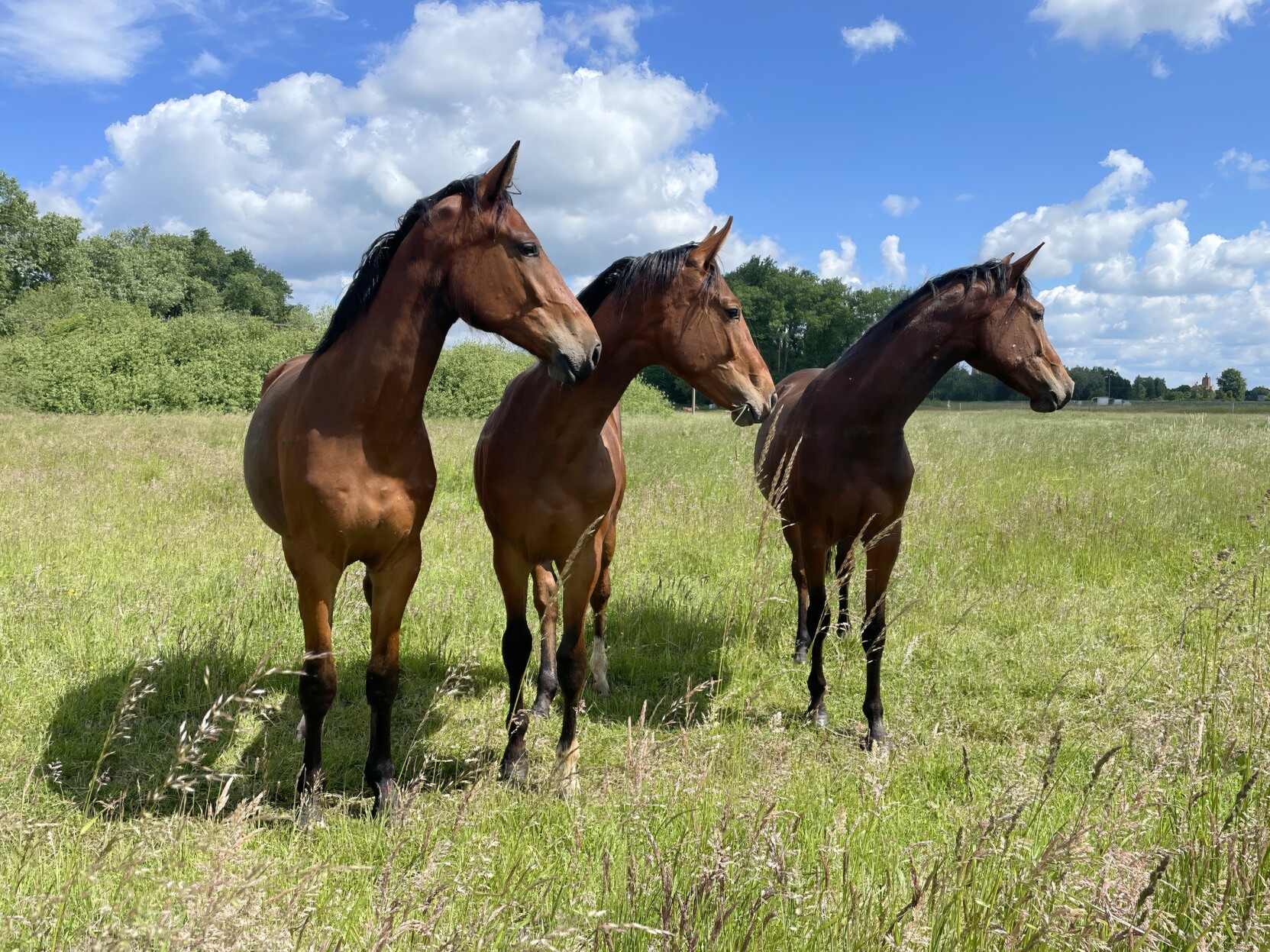 Rechteckiges Farbfoto zeigt drei Pferde auf einer Weide nebeneinander, die den Kopf nach rechts gedreht haben, weil sie etwas außerhalb des Bildes beobachten. Im Hintergrund Buschwerk, blauer Himmel mit weißen Wolken. Sonniger Tag.