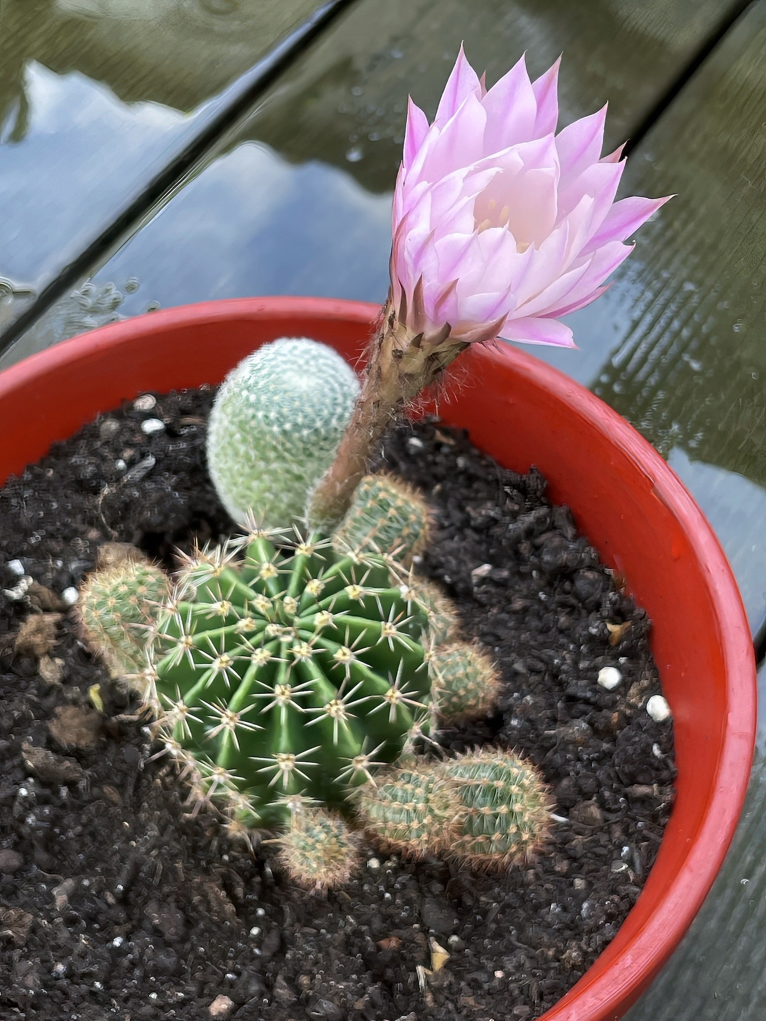 Hochformatiges Farbfoto zeigt, von oben fotografiert, einen Blumentopf mit Kakteen unterschiedlicher Größe, dicht beieinander wachsend, die größte hat eine pink blühende Blüte entwickelt, die an einem kräftigem Trieb, seitlich des Kaktuses, nach oben wächst. Hochformatiges Farbfoto zeigt, von oben fotografiert, einen Blumentopf mit Kakteen unterschiedlicher Größe, dicht beieinander wachsend, die größte hat eine pink blühende Blüte entwickelt, die an einem kräftigem Trieb, seitlich des Kaktuses, nach oben wächst.