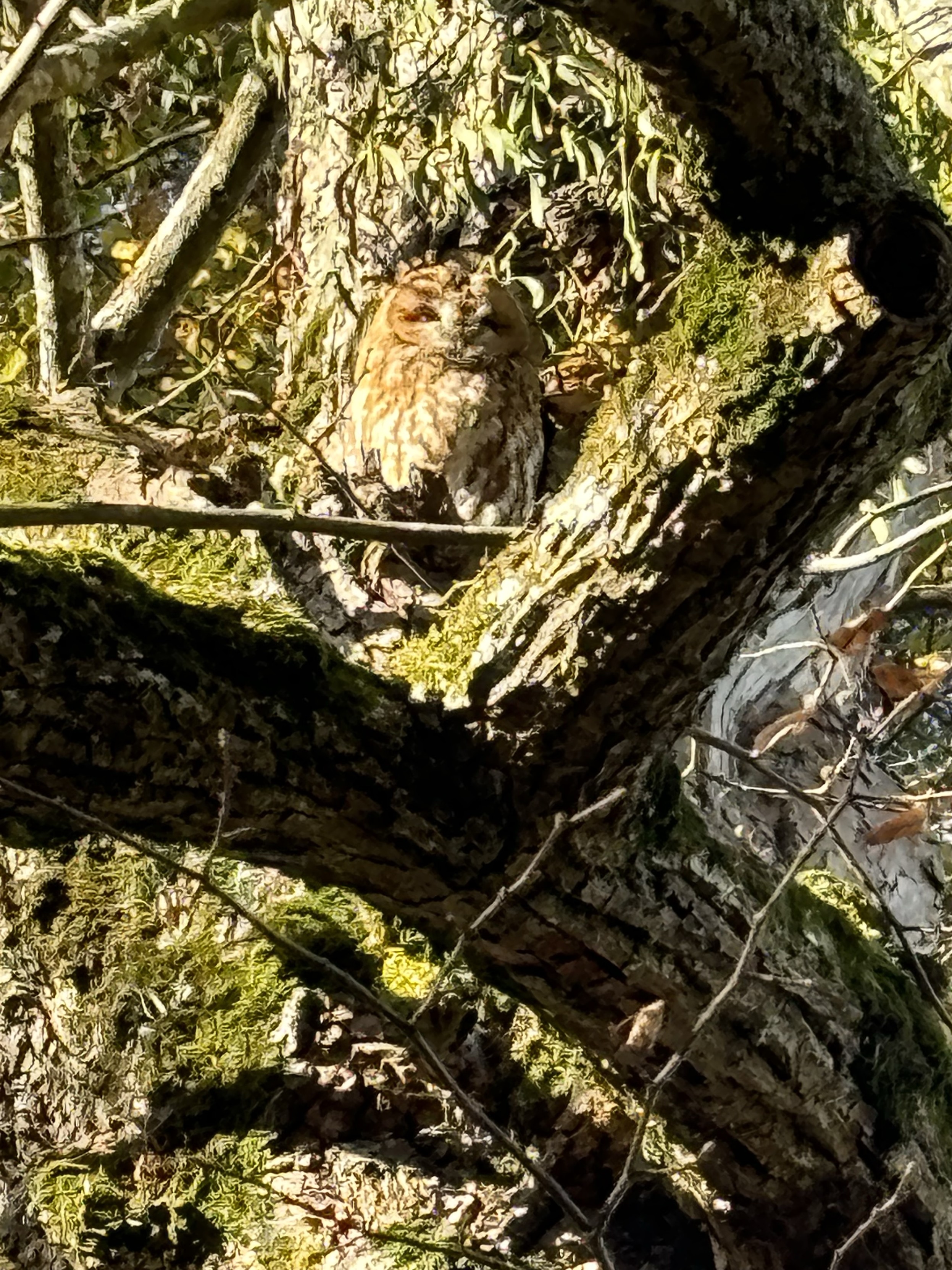 Über eine Astgabel hinweg sieht man einen weißbraunen Waldkauz, der auf einem erhöhten Vorsprung am Baumstamm sitzt. Das ganze Bild ist in Grün- und Brauntönen gehalten, so dass der Kauz nicht besonders hervorsticht. Über eine Astgabel hinweg sieht man einen weißbraunen Waldkauz, der auf einem erhöhten Vorsprung am Baumstamm sitzt. Das ganze Bild ist in Grün- und Brauntönen gehalten, so dass der Kauz nicht besonders hervorsticht.