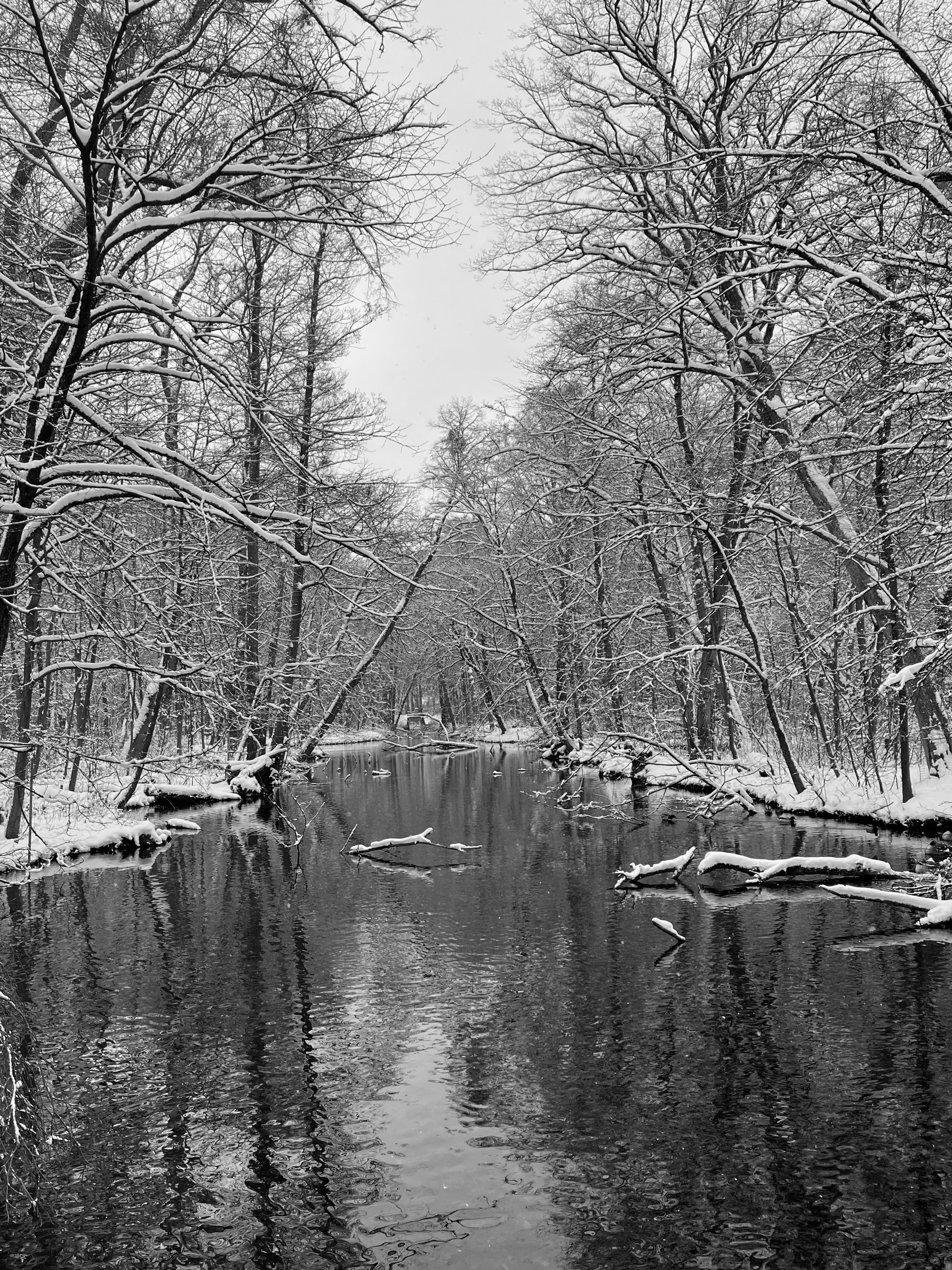Schwarz-weiß-Aufnahme im Winter: unter grauem Himmel liegt ein ruhiges, dunkles Gewässer, das von blattlosen, schneebedeckten und hohen Bäumen flankiert wird. Schwarz-weiß-Aufnahme im Winter: unter grauem Himmel liegt ein ruhiges, dunkles Gewässer, das von blattlosen, schneebedeckten und hohen Bäumen flankiert wird.
