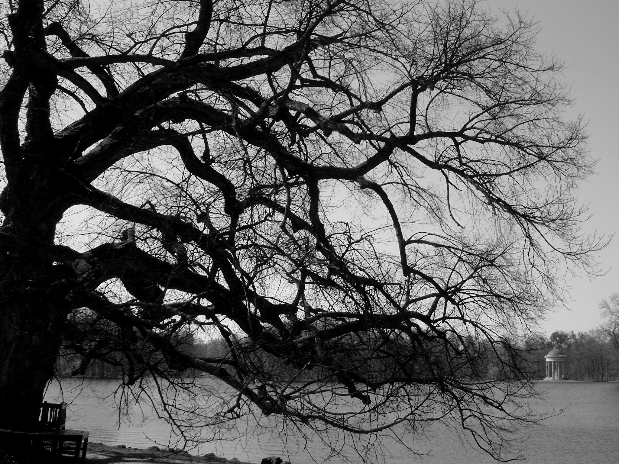 Das rechteckige Bild zeigt eine stimmungsvolle Szene in Schwarz-Weiß: Im Vordergrund ragt ein großer, kahler Baum (das Naturdenkmal Linde) mit ausladenden, verschlungenen Ästen über ein Gewässer hinweg. Die knorrigen Äste sind detailreich dargestellt und füllen einen Großteil des Bildes, wodurch ein filigranes Muster vor dem Himmel entsteht. Das Wasser im Hintergrund erscheint ruhig, am Ufer links, unter der Linde, steht eine kleine Holzbank. Am gegenüberliegenden Ufer ist, leicht unscharf im Hintergrund und nach rechts versetzt der Apollotempel zu sehen. Das rechteckige Bild zeigt eine stimmungsvolle Szene in Schwarz-Weiß: Im Vordergrund ragt ein großer, kahler Baum (das Naturdenkmal Linde) mit ausladenden, verschlungenen Ästen über ein Gewässer hinweg. Die knorrigen Äste sind detailreich dargestellt und füllen einen Großteil des Bildes, wodurch ein filigranes Muster vor dem Himmel entsteht. Das Wasser im Hintergrund erscheint ruhig, am Ufer links, unter der Linde, steht eine kleine Holzbank. Am gegenüberliegenden Ufer ist, leicht unscharf im Hintergrund und nach rechts versetzt der Apollotempel zu sehen.