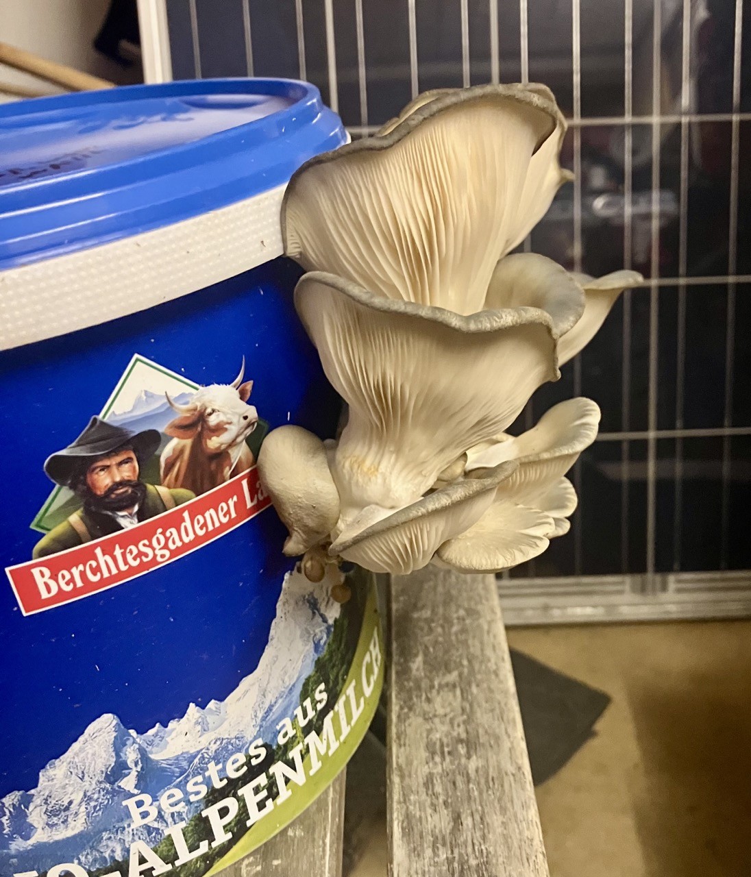 Aus einem blauen Joghurt eimer wächst seitlich ein beiger Pilz mit langen Lamellen heraus