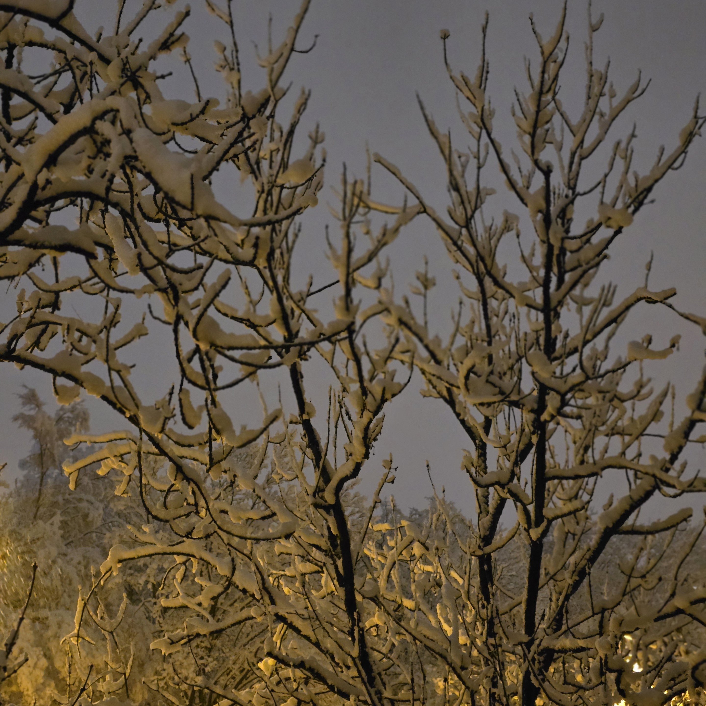 Sorry, no caption provided by author