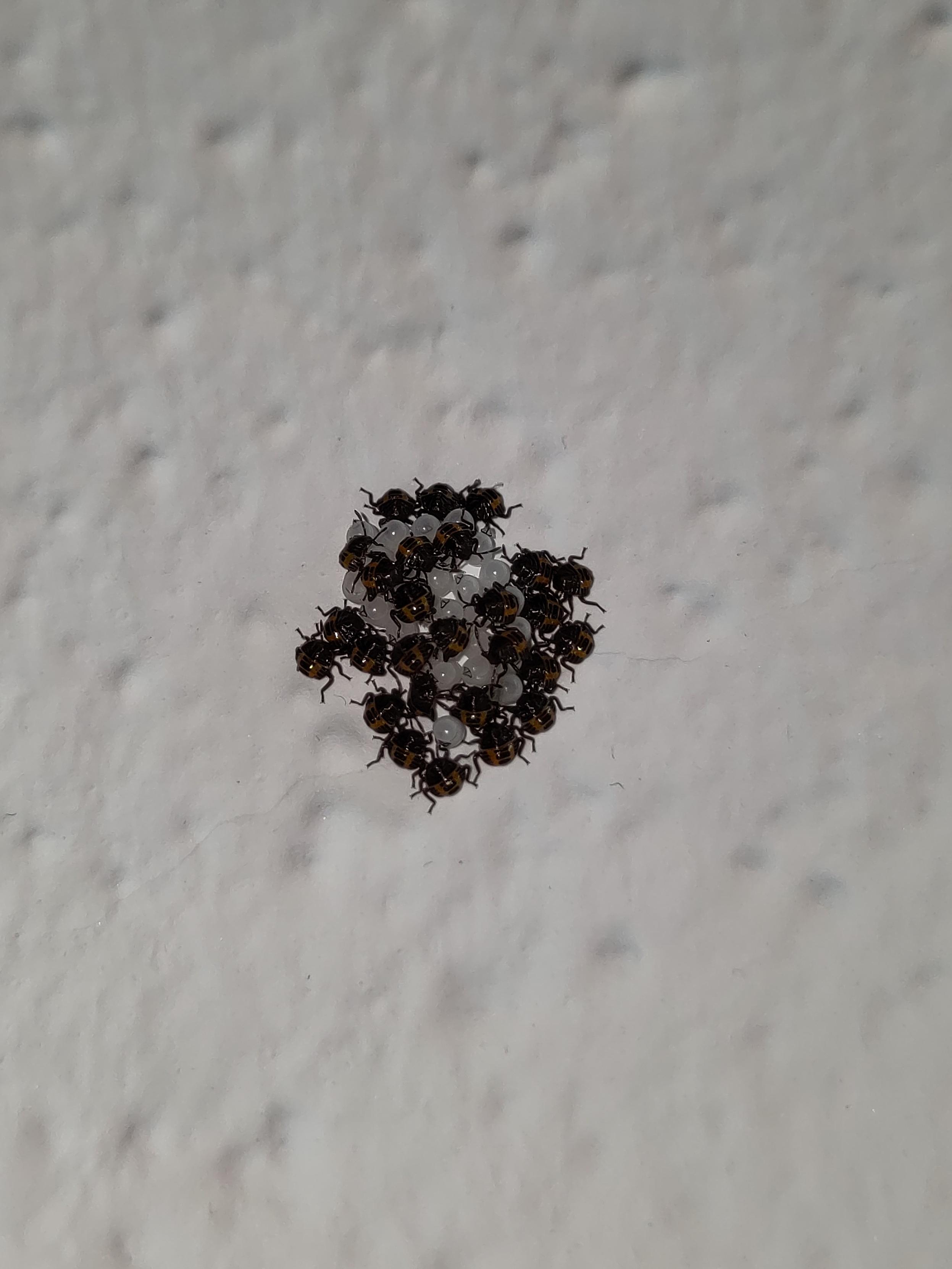Ein Bild von mehreren weißen Käfer Eiern UK die Herum kleine rot Schwarze kugelrunde Käfer krabbeln. Die Eier und die Käfer sitzen auf einer weißen Raufasertapete.